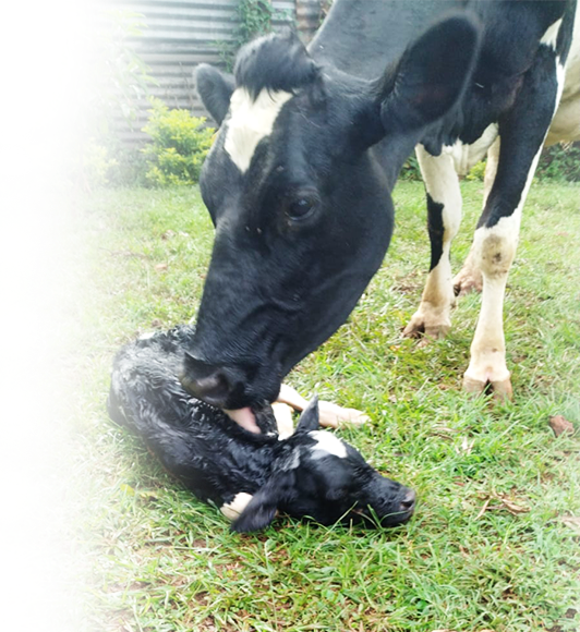 A Patfarms cow with her newborn calf