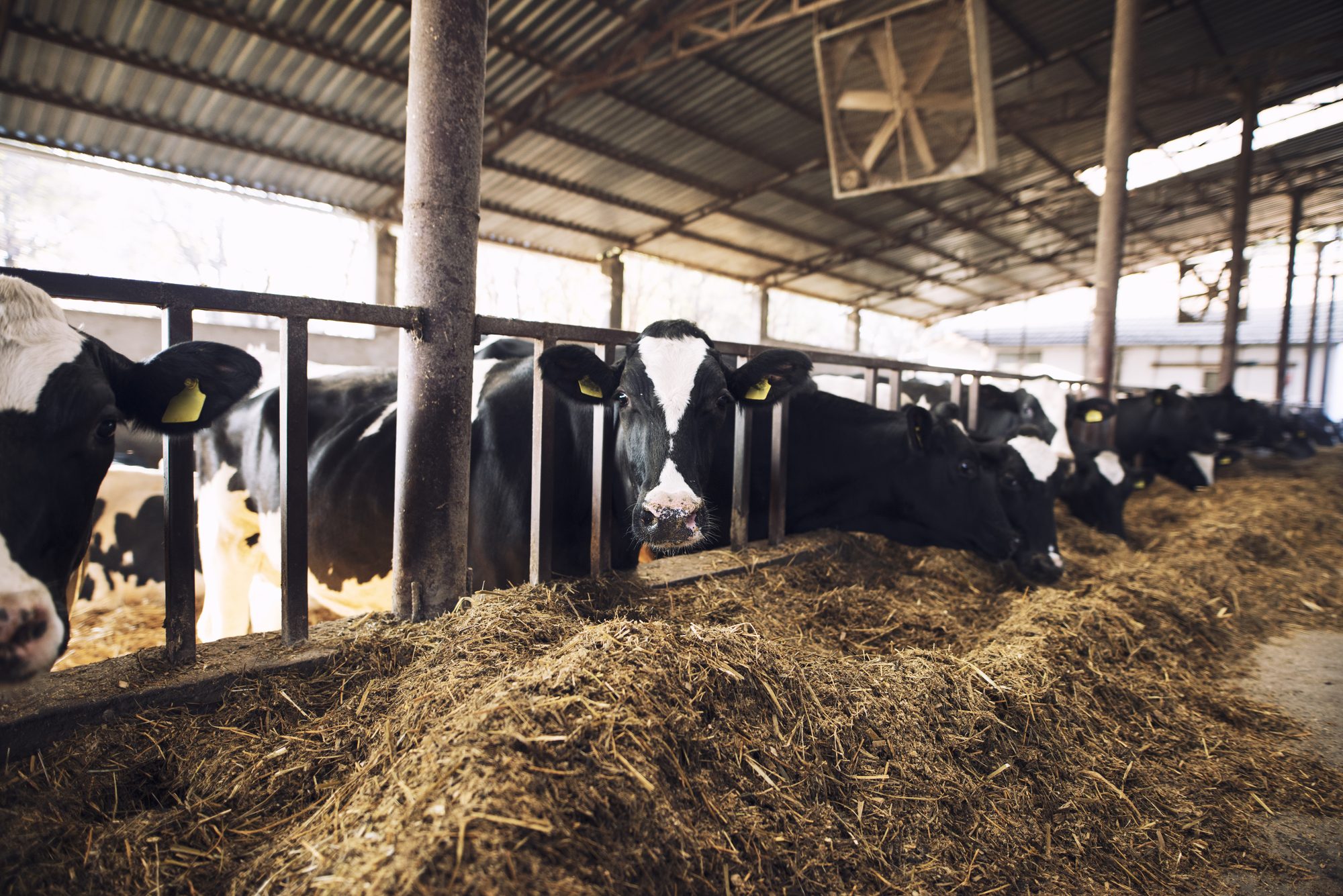 Animal Feed