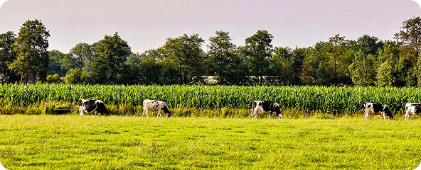 Pasture Rotation & Grazing Management