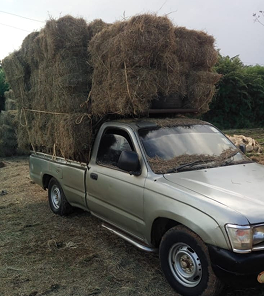 Feeds & Silage photo 1