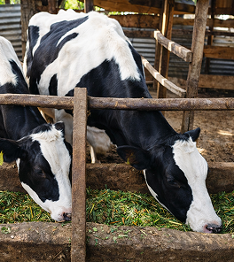 Feeds & Silage photo 4