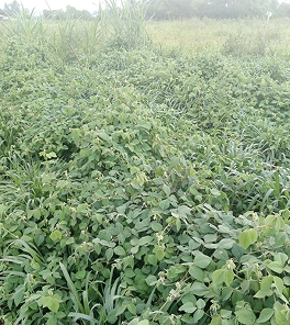 Feeds & Silage photo 6