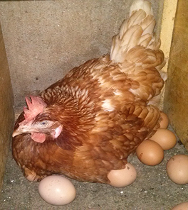 Poultry Unit photo 4