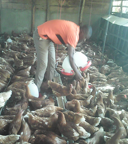 Poultry Unit photo 5