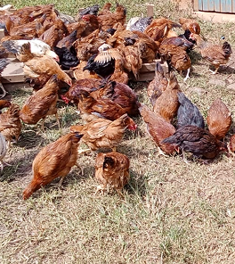 Poultry Unit photo 6